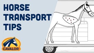 Tips on How to Transport Your Horse and Prevent Shipping Fever