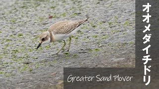 Greater Sand Plover オオメダイチドリ【野鳥撮影/野鳥動画】