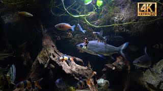 Relaxing Freshwater Shark Aquarium| Bala Sharks, Barbs, Loaches, Cichlids and more