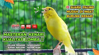 Pancingan Suara Kenari Gacor‼️ Ampuh untuk Masteran Kenari Muda dan Terapi Kenari Macet Bunyi | 250