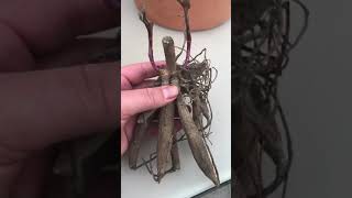 How to pot up/plant dahlia tubers 🌸//NOVICE GARDEN