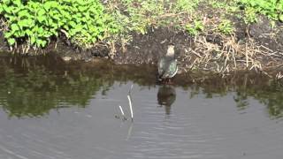 Strumpshaw Fen/Ranworth Broad