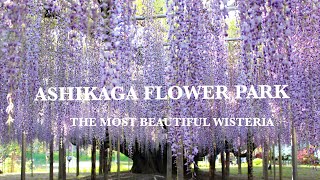 ASHIKAGA FLOWER PARK - THE MOST BEAUTIFUL WISTERIA.