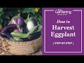 How to Harvest Eggplants