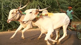 Senior khillari bullocks running in Tungala race