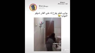 جايب قطة تفزعلو طلع القطة بدا مين يفزعلا😂😂😂😂😂😂😂😂😂#ضحك #قط #كلب #فأر #العراق #الكويت#السعودية #فزعات