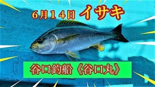 ６月１４日イサキ釣り