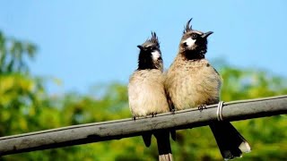 himalayas bulbulbird!birdsounds