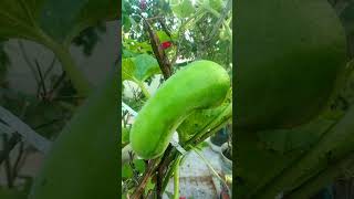 அறுவடைக்கு தயாராக இருக்கும் வெள்ளரிக்காய்...#cucumber#மாடித்தோட்டம் #terracegarden #shorts