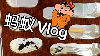 蚁Vlog || AntsVlog ||| Part2 || Camponotus parius || #蚂蚁 #Vlog #Camponotusparius #ants