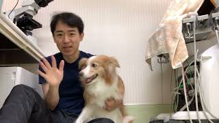 犬の胆嚢粘液嚢腫についてお話しします。手術動画はありません。