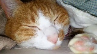 かぁさんと一緒に寝る猫｢マック｣朝起きたら…見て!!可愛い顔♡12秒　- Cute Cat sleeps with an owner.