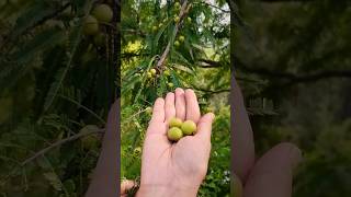 Harvesting of Amla (आंवला) IIAmla plucking from tree II Amla plant II Indian gooseberry