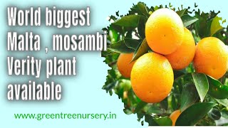 World biggest Orange verity available | Nursery visit| online order| green tree nursery