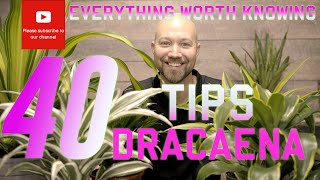 40 tips 🌱 Dracaena Dragon plant 🌱 - Everything worth knowing