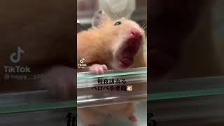 hamster #cute  ブサイクじゃない？