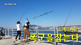 폭군의 대박 손맛! 카드낚시로 미끼잡고 바다의 폭군을 잡는다~! [부산배씨아재]