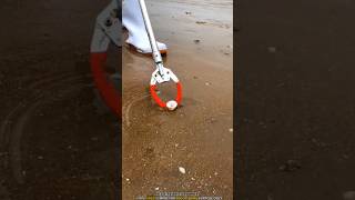 Cuttlefish In Seashore #shortvideo