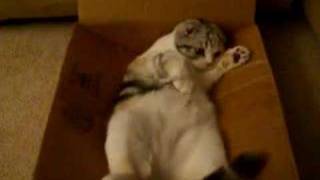 sachi - scottish fold kitten plays with pipecleaner - part 2