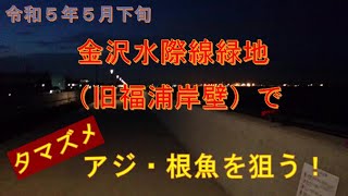 金沢水際線緑地（胴突き・サビキ）2023年5月下旬