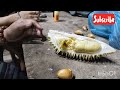 DURIAN TEMBAGA Bintulu Sarawak rasa lemak manis