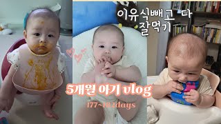 [vlog] 육아브이로그 생후 177-182일ㅣ이유식은 얼굴로 먹는 아기