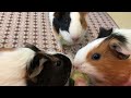 guinea pigs snacking on cucumber~ 天竺鼠吃黄瓜～