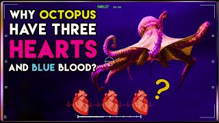 Why Octopus Have Three Heart I Octopus I Facts Back to Back#diduknow #shortsbreak
