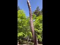 【吊り切り】枯れた赤松　husqvarna chainsaw shorts treeremoval