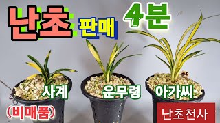 #5월7일#난초#천사 #난초4분 저렴하게 선착순 판매합니다 #천사난초유튜브 경매진행 #매주(수) (토) 주2회 밤8시 부터10시까지 (2시간) 진행. #난초경매/추첨선물제공