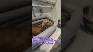 【ミニチュアダックス】お風呂🛀🐶