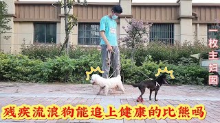 收养的残疾流浪狗拥有不服输的精神，拖着断腿追赶比熊犬，追不上的失落【一枚主妇囡】