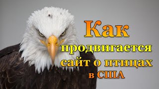 Как продвигается сайт о птицах в США