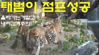 ☆경축☆태범이가 드디어 점프해서 내려오는데 성공했어요 - 에버랜드 타이거밸리 호랑이