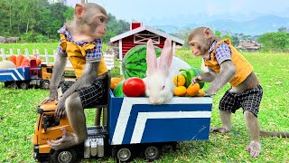 How to monkey Bim Bim drives a truck through a wormhole to save baby rabbits