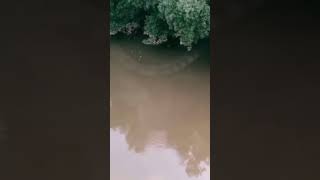 Giant Snake Caught On Camera Shorts