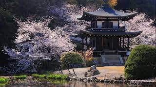 Bishamondo Temple, Yamashina hydrophobic, Kanjuji Temple, Zuishinin Temple Kyoto