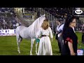 N 195 ASH DESREE   Manda Arabian Horse Show   Mares 9+ Years Old Class 20