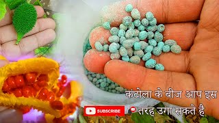 इस तरह आप कंटोला के बीज उगा सकते हैं|Grow Kantola seeds for sell |कंटोला की खेती से कमा करोड़ों