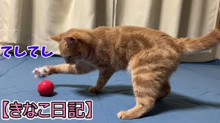 起き上がりこぼしで遊ぶけどすぐに飽きる猫【スコティッシュフォールド】