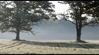 Viesturs Lārmanis: vecs lauku koks - tā ir vesela pasaule #ainavasruna