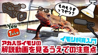 イモリ飼育解説動画を見るうえでの注意点【イモリ飼育入門】 #ゆっくりアカハライモリ日記 143