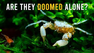 Can A Solo Thai Micro Crab THRIVE In A Shrimp Tank? Here’s The Truth!