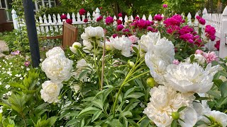 It’s PEONY season | Frontyard Garden.