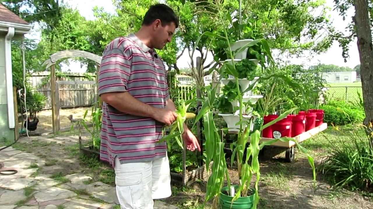 Container Gardening Corn