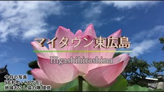 ケーブルテレビ「マイタウン東広島」広報紙7月号(2)令和4年7月11～18日放送