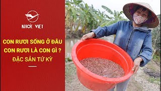 Con rươi là con gì ? Rươi sống ở đâu | Đặc sản Tứ Kỳ - Hải Dương