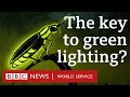 How fireflies inspired energy-efficient lights - BBC World Service, 30 Animals podcast