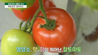 [방방콕콕 제철이 간다] 슈퍼푸드 ‘찰토마토’🍅