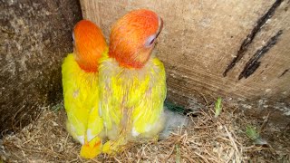 Lovebird ijo x ijo anaknya bisa biola lutino mata merah